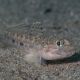 Gobius geniporus