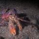 Deep hermit crab