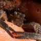 Black squat lobster