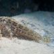 Rusty blenny