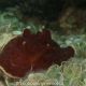 Pleurobranchus testudinarius
