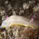 Chromodoris krohni
