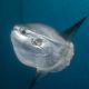 Ocean sunfish