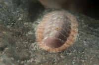Chiton corallinus