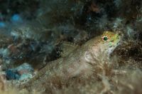 Gobius xanthocephalus