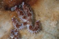 Coscinasterias tenuispina