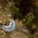 Hypselodoris tricolor